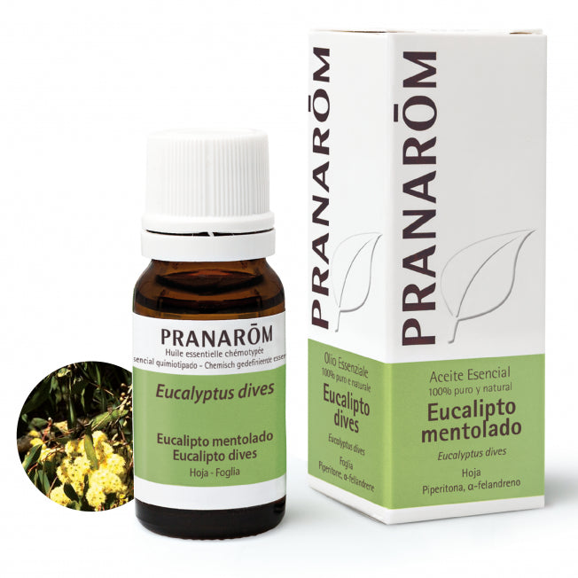 Eucalipto Mentolado-Hoja 10 ml