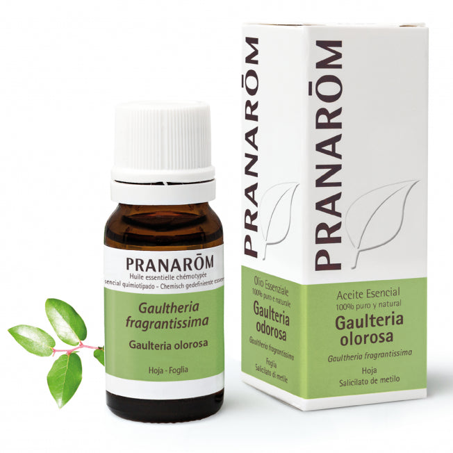 Gaulteria Olorosa biológica,10 ml